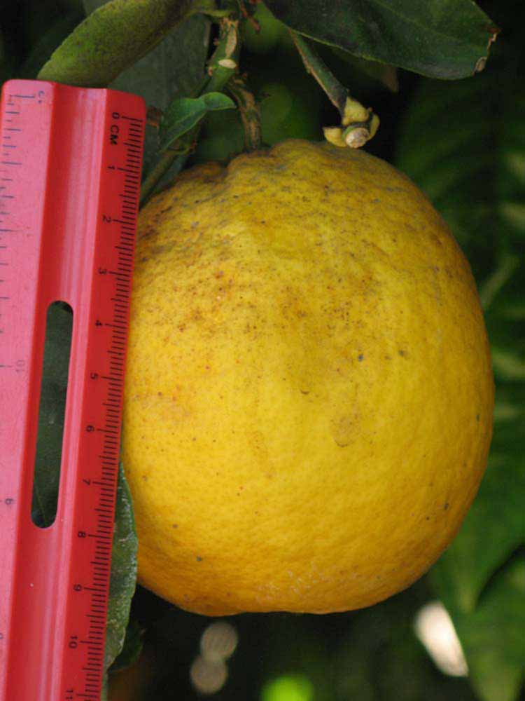              Fruit of  Citrus paradisi   x  Citrus   sinensis            (Chironja, Riverside,   CA)       